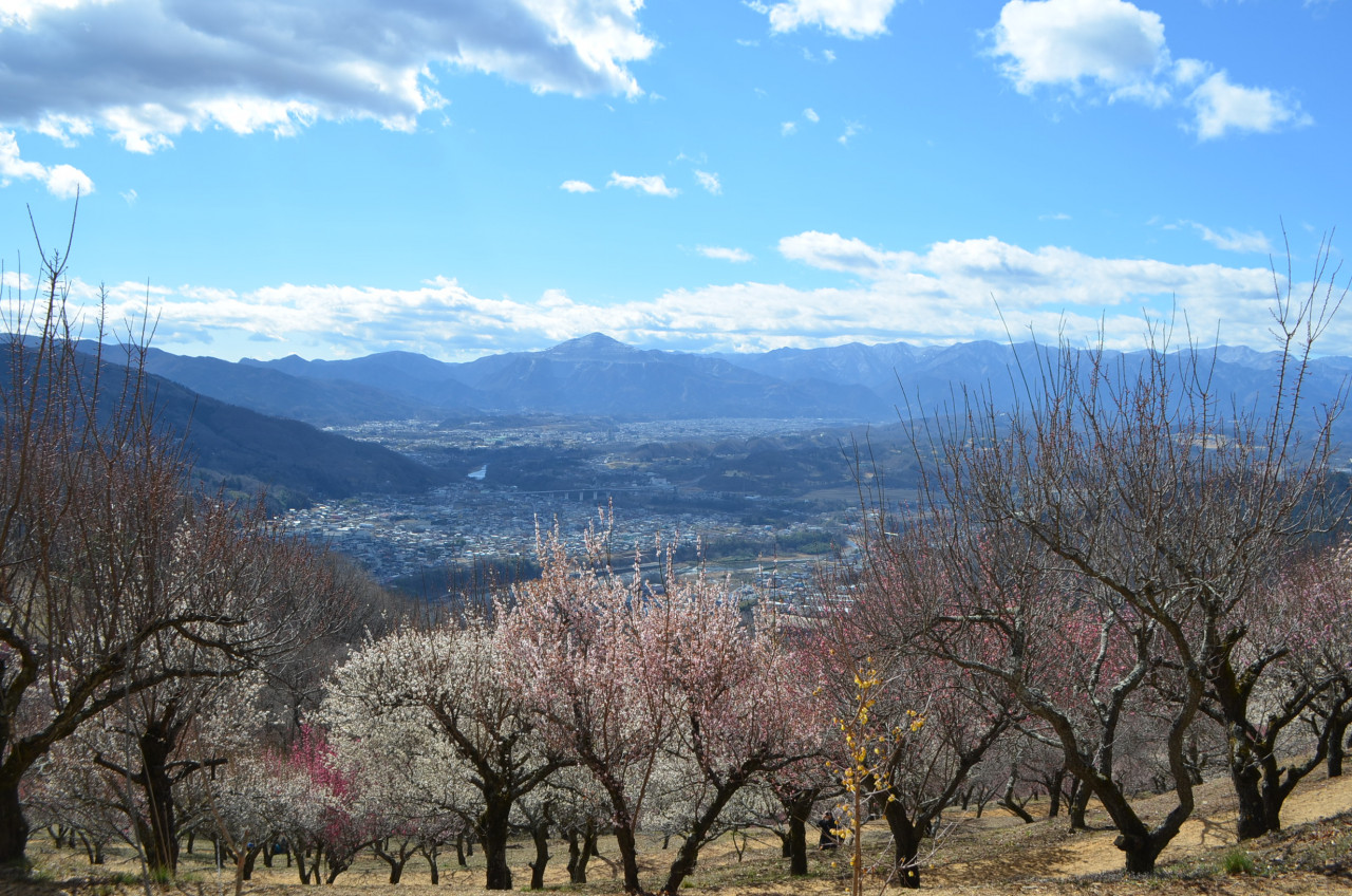 宝登山梅まつり　2月２２日～３月１６日