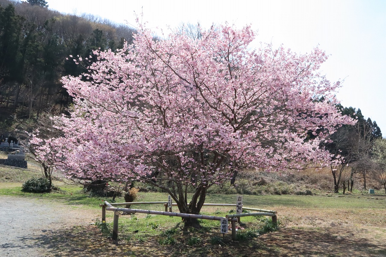 長瀞 桜 開花情報 2021.3.26  長瀞町観光協会公式サイト